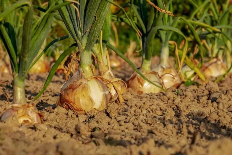 10 Best Fertilizer for Onions of 2023 (Reviews)