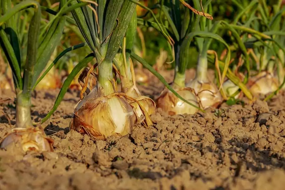 onion plants in a row