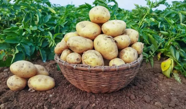 8 Best Fertilizers for Potatoes (Updated Reviews for 2023)