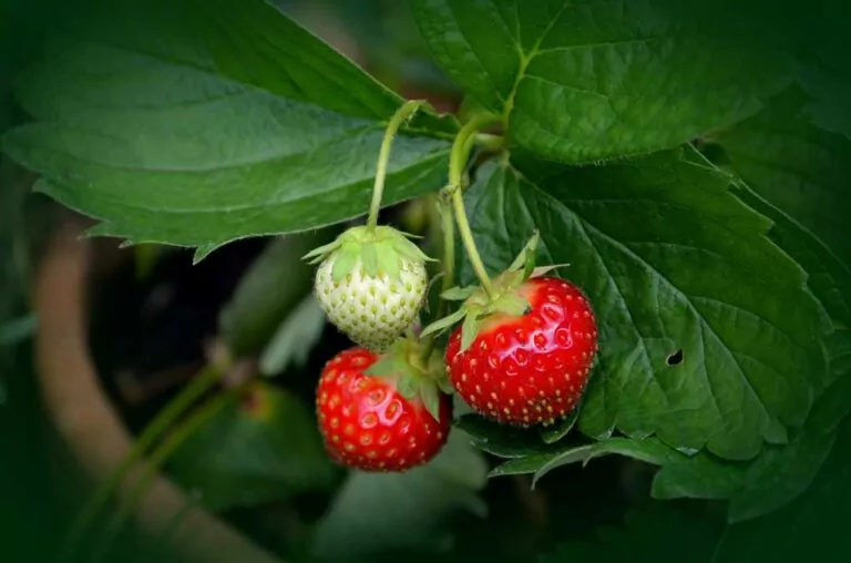 The 10 Best Fertilizers for Strawberries (Reviews)