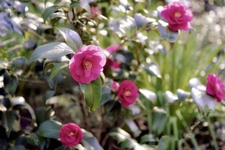 When to Fertilize Camellias: The Best Time for Better Blooms