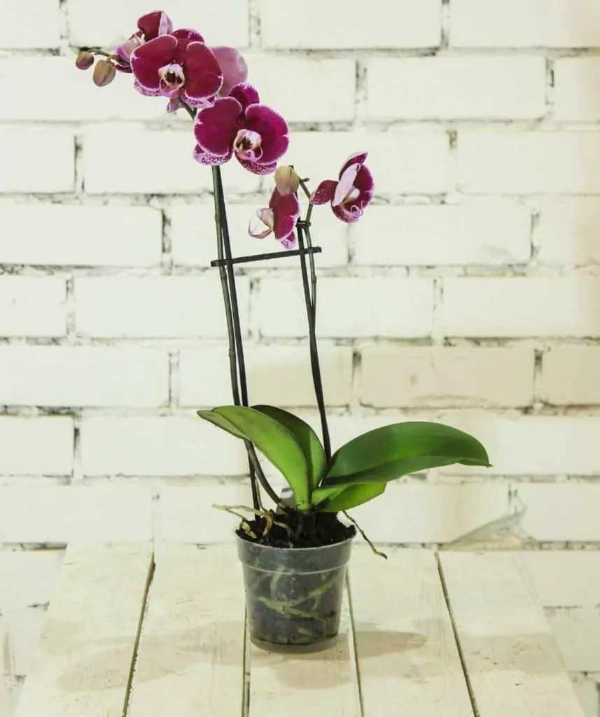 healthy orchid in a pot