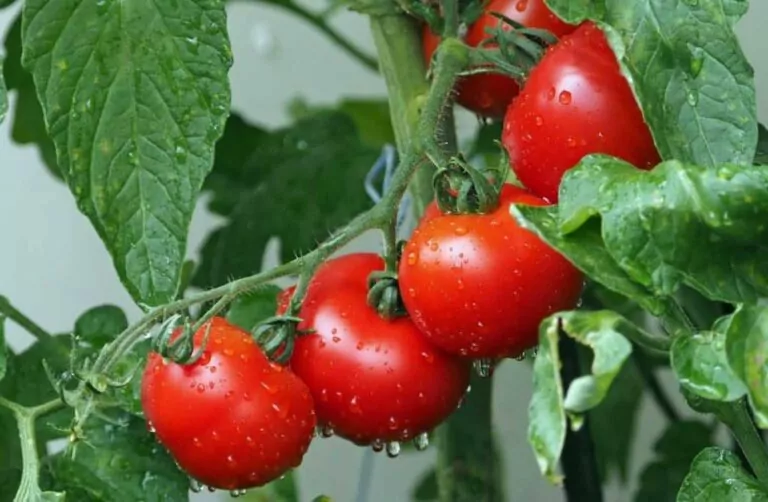 9 Best Fertilizers for Tomatoes [Updated for 2023]