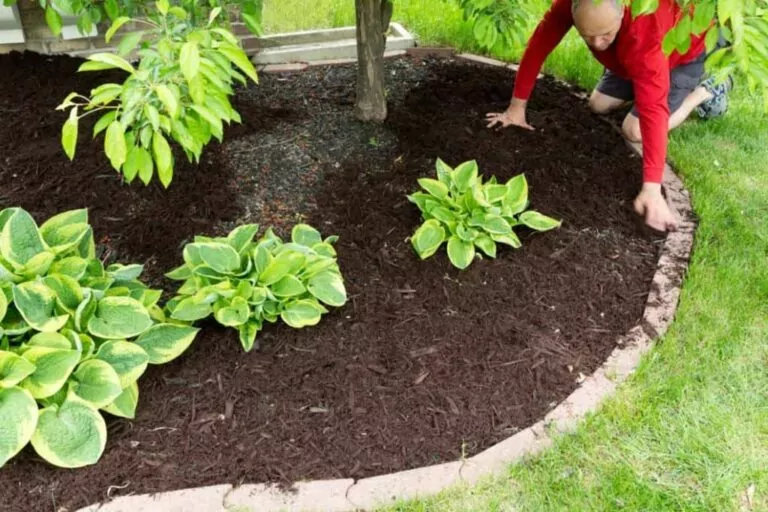 Can You Fertilize On Top of Mulch? [A Detailed Guide]