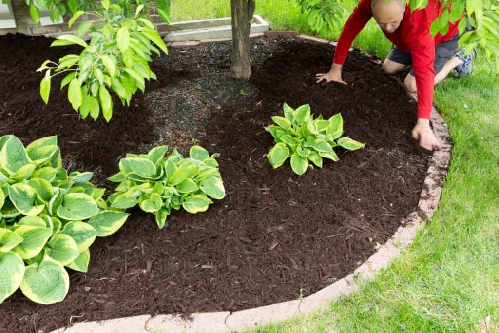fertilize garden bed with plants