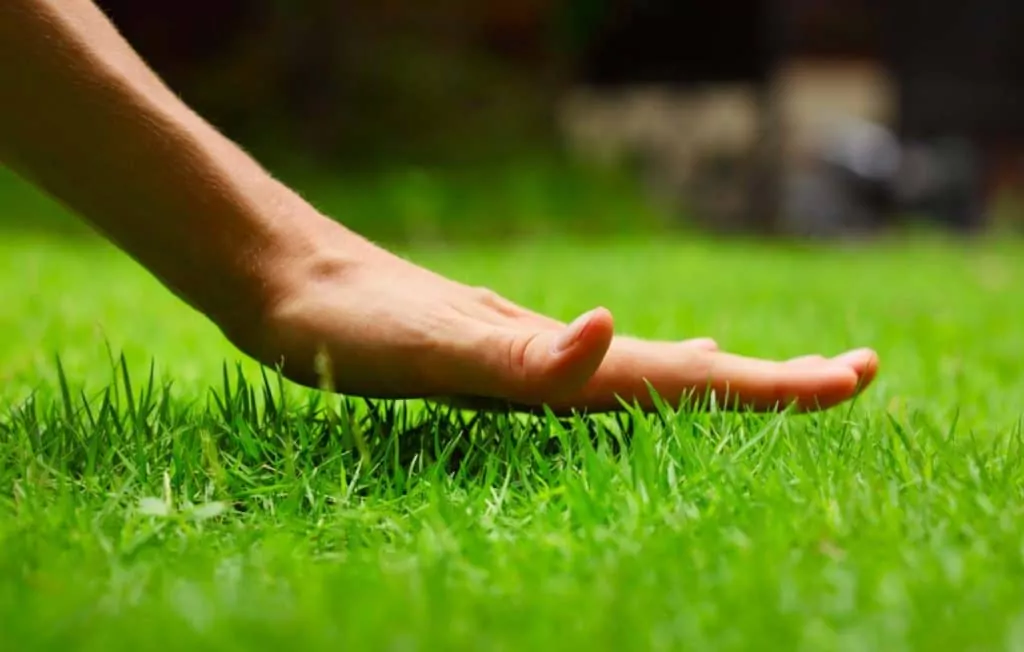 hand touching the grass