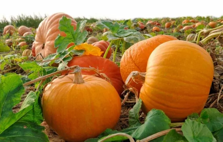 7 Best Fertilizers for Pumpkins (2023 Updated Reviews)