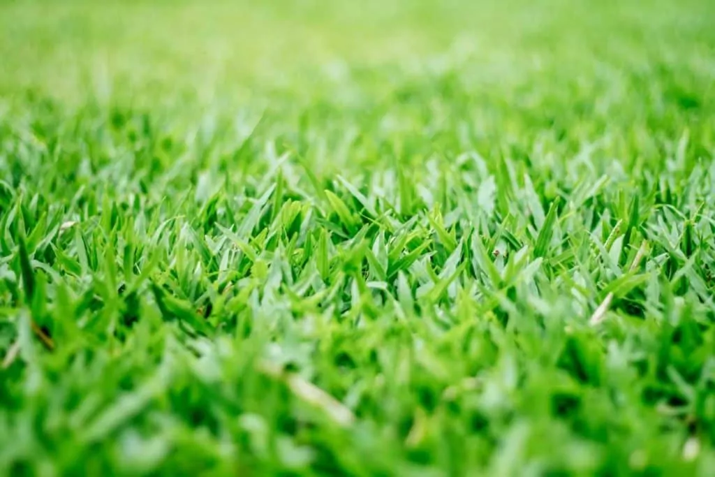 beautiful saint agustine grass