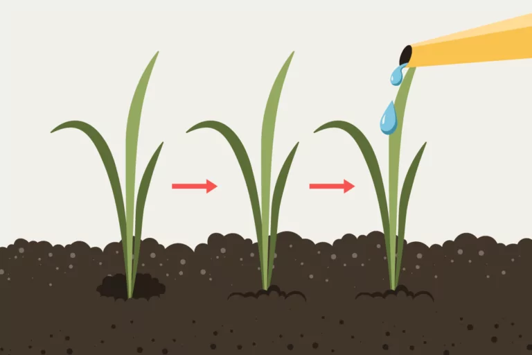 How to Plant St Augustine Grass Plugs in 5 Quick Steps