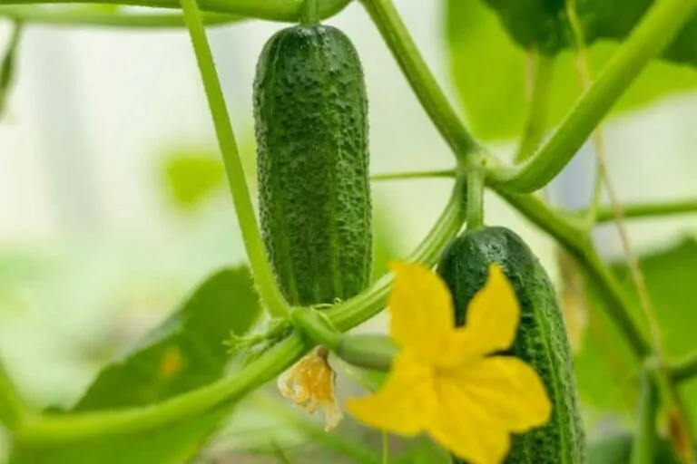 The 9 Best Fertilizers for Cucumbers in 2023: Better Harvest