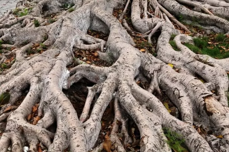 How to Control Invasive Ficus Tree Roots: Easy Solutions