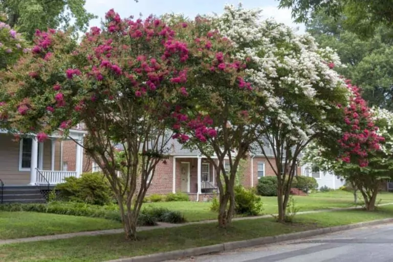 How to Get Rid of Aphids on Crepe Myrtle [Quick Solution]