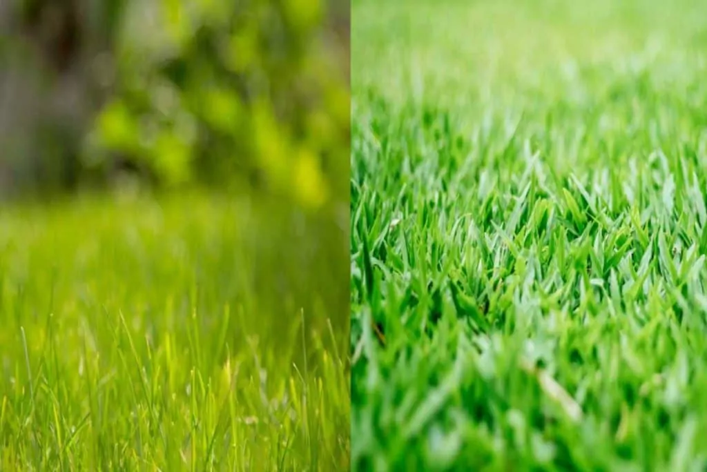 image of bermuda and saint agustine grass