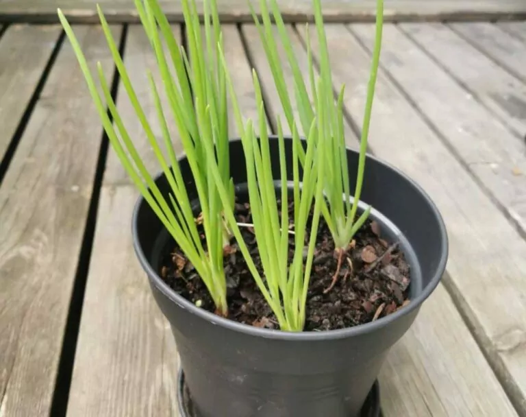 How to Grow Onions in Containers: 6 Easy Steps