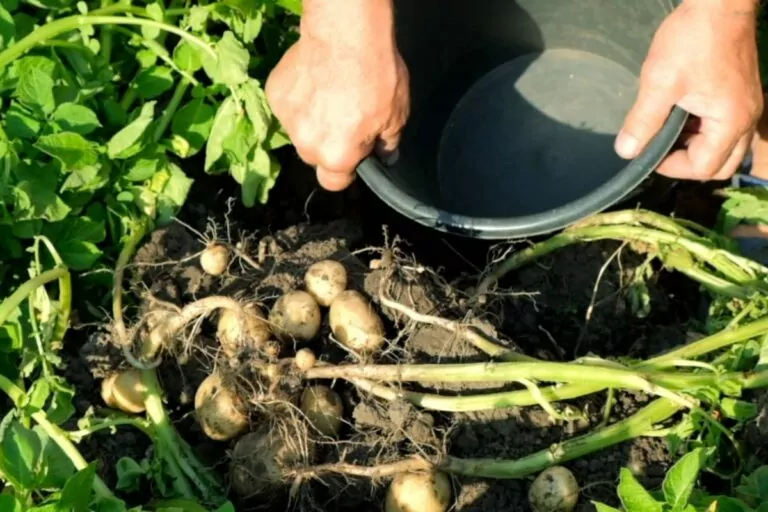 Is Cow Manure Good for Potatoes?