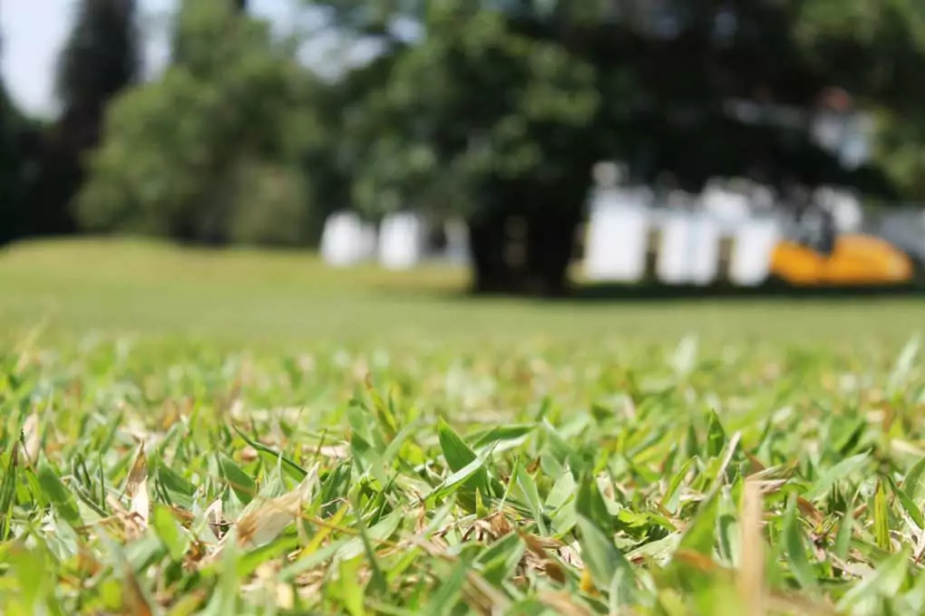 saint augustine grass in a lawn