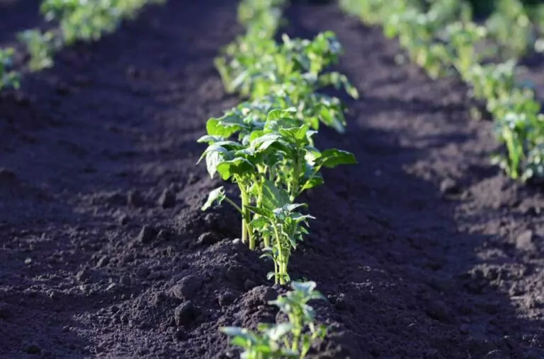 How Much Fertilizer per Acre for Potatoes?