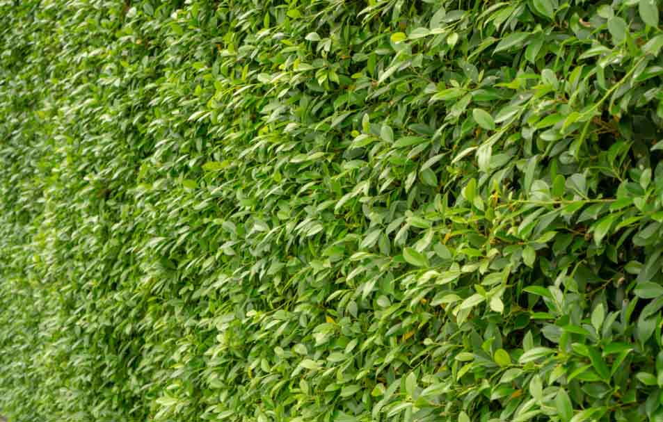 a ficus hedge