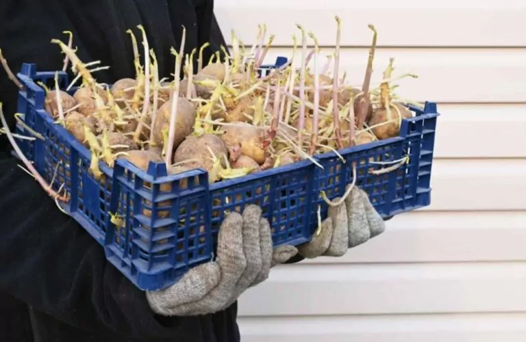 Can I Plant Potatoes with Foot Long Sprouts?