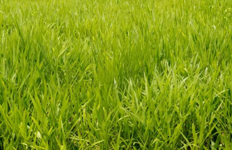 Can You Mix Tall Fescue and Ryegrass?