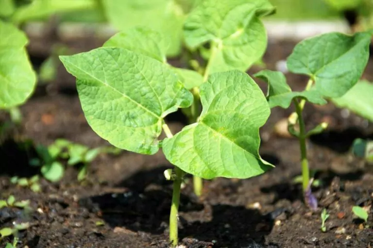 When to Transplant Bean Seedlings?