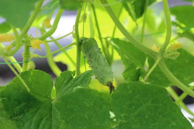 Why Are My Cucumbers Round?