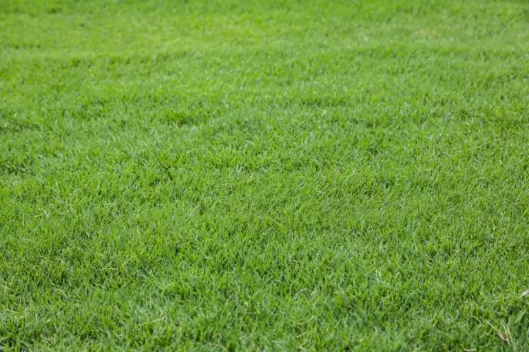 6 Best Fertilizers for Bermuda Grass in 2023 for Thick Grass