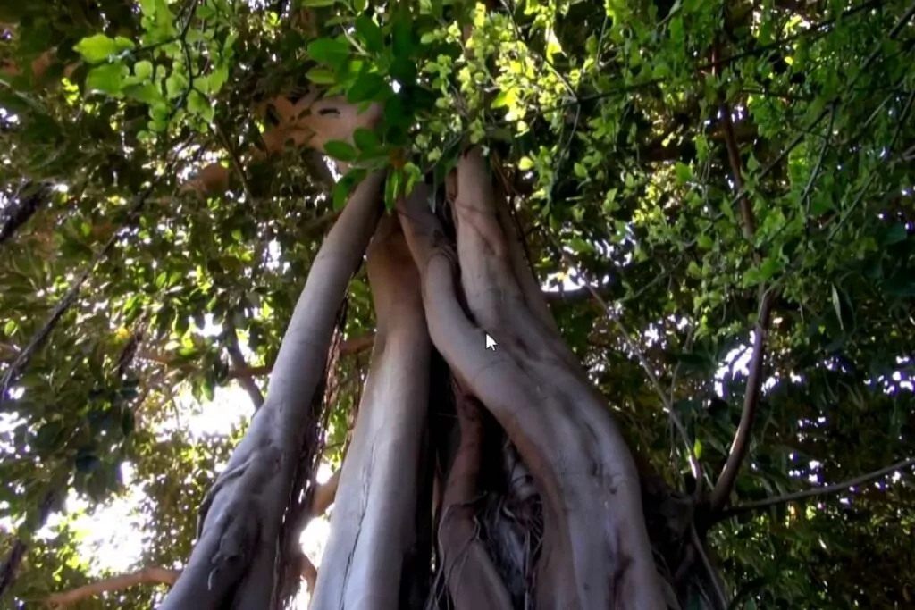 Ficus tree trunk