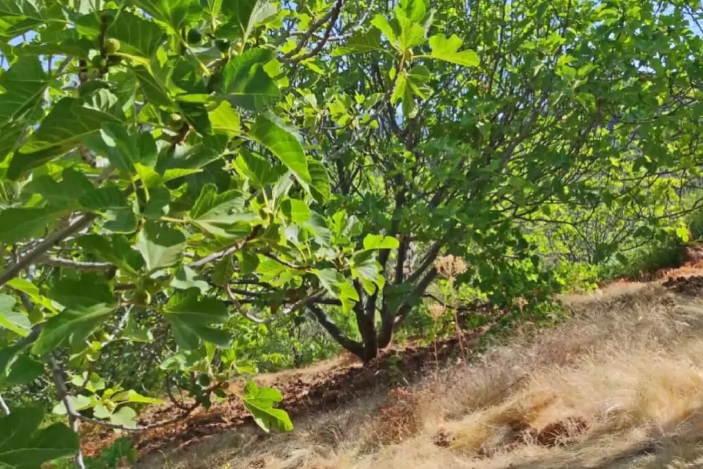 Image of fig trees