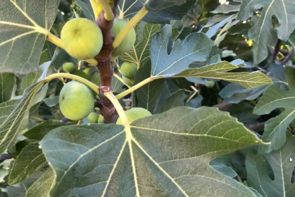 Image of green figs and leaves on a fig tree.