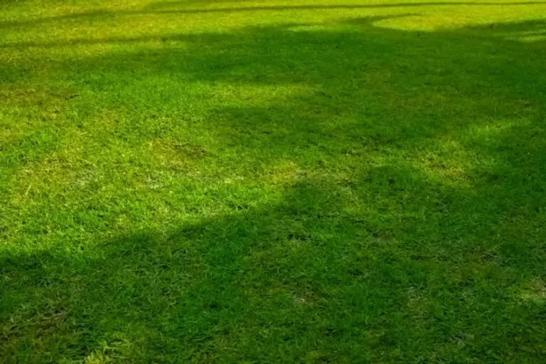 Does St. Augustine Grass Grow in Shade? Sunlight Requirements