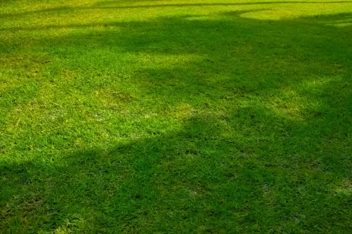 St Augustine grass in shade