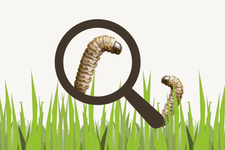 Sod Webworms in St Augustine Grass